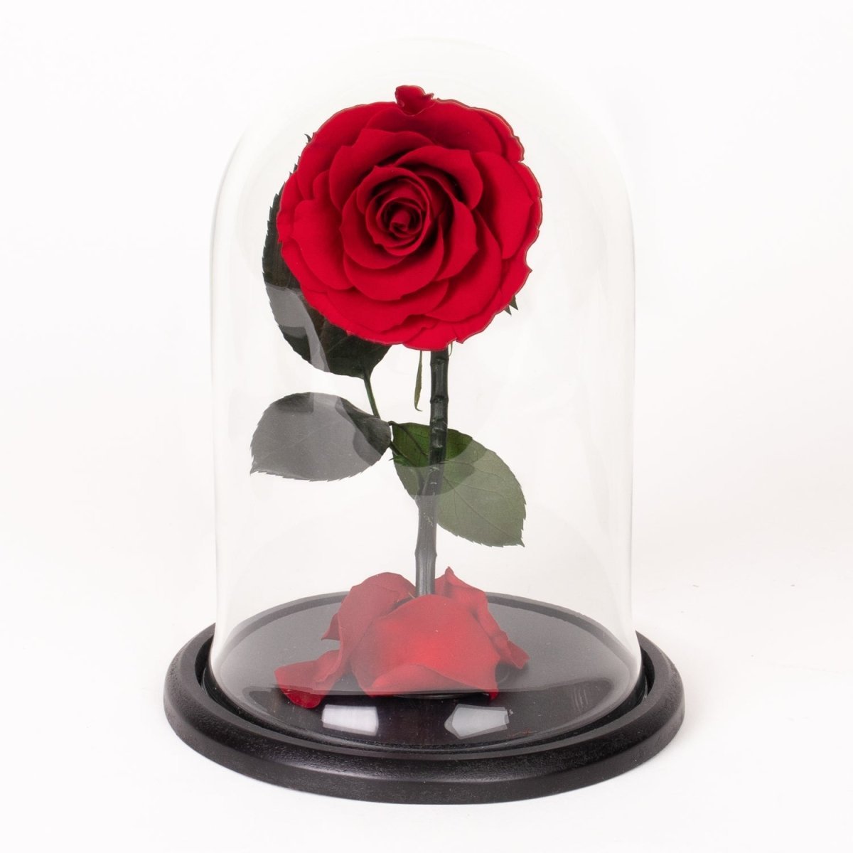 Evighetsros i glaskupol