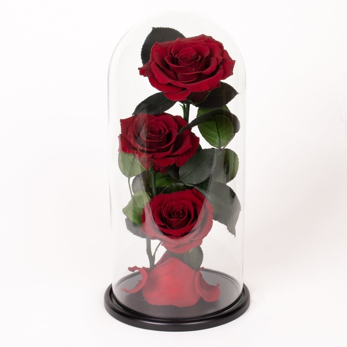 Evighetsrosor i glaskupol