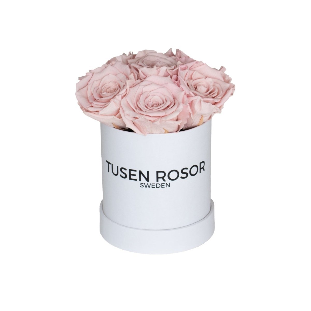 Ljus rosa evighetsrosor | Basic dome