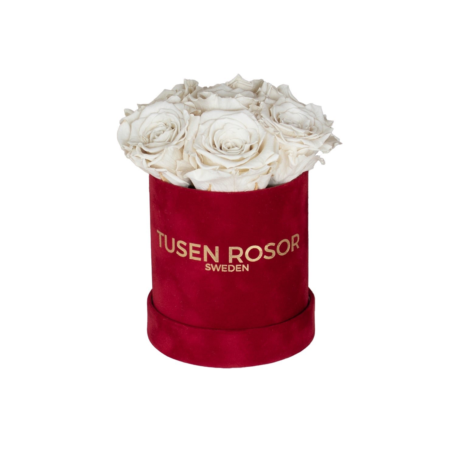 Vita evighetsrosor | Basic dome